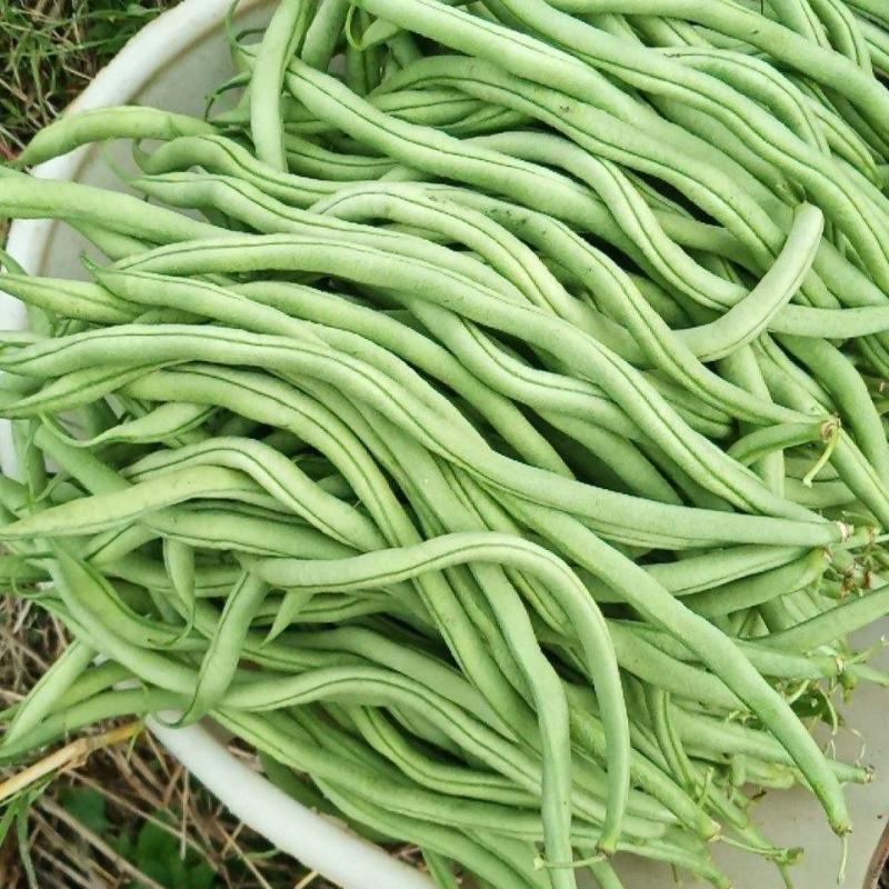 锦绣红花小金豆种子豆角芸豆种籽四季豆扁豆春季秋季蔬菜孑
