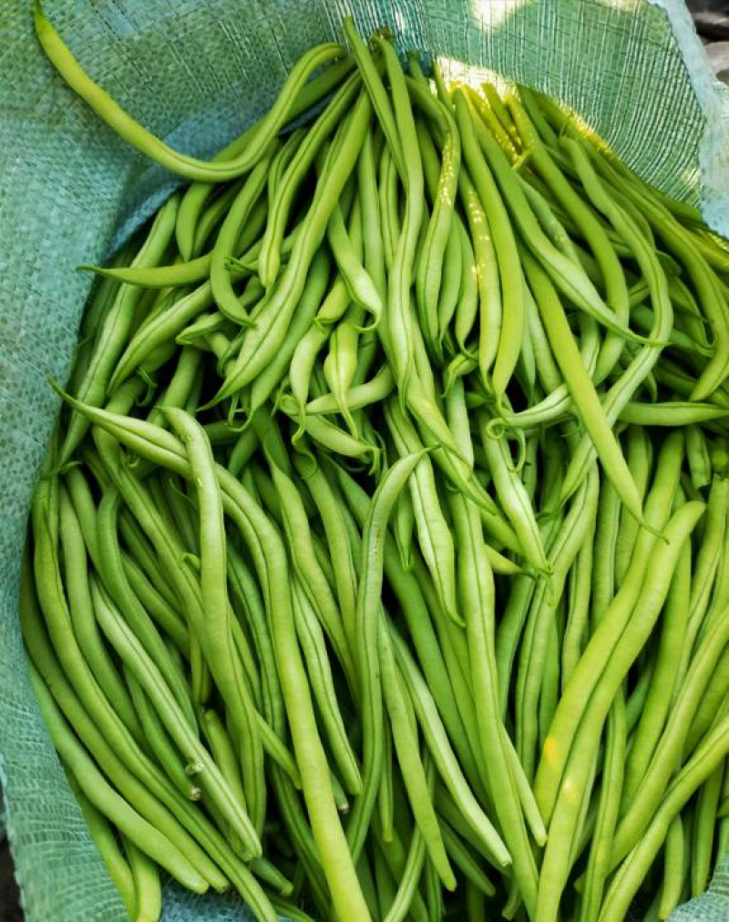锦绣红花小金豆种子豆角芸豆种籽四季豆扁豆春季秋季蔬菜孑