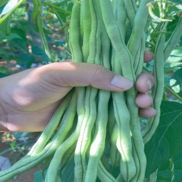 宁兴锦绣红花绿荚小金豆种子四季豆角种籽中早熟菜豆无筋架豆