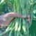 宁兴锦绣红花绿荚小金豆种子四季豆角种籽中早熟菜豆无筋架豆