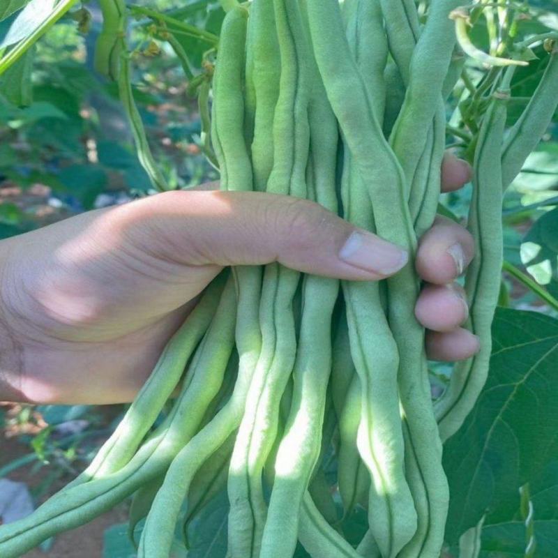 宁兴锦绣红花绿荚小金豆种子四季豆角种籽中早熟菜豆无筋架豆