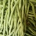 宁兴锦绣红花绿荚小金豆种子四季豆角种籽中早熟菜豆无筋架豆