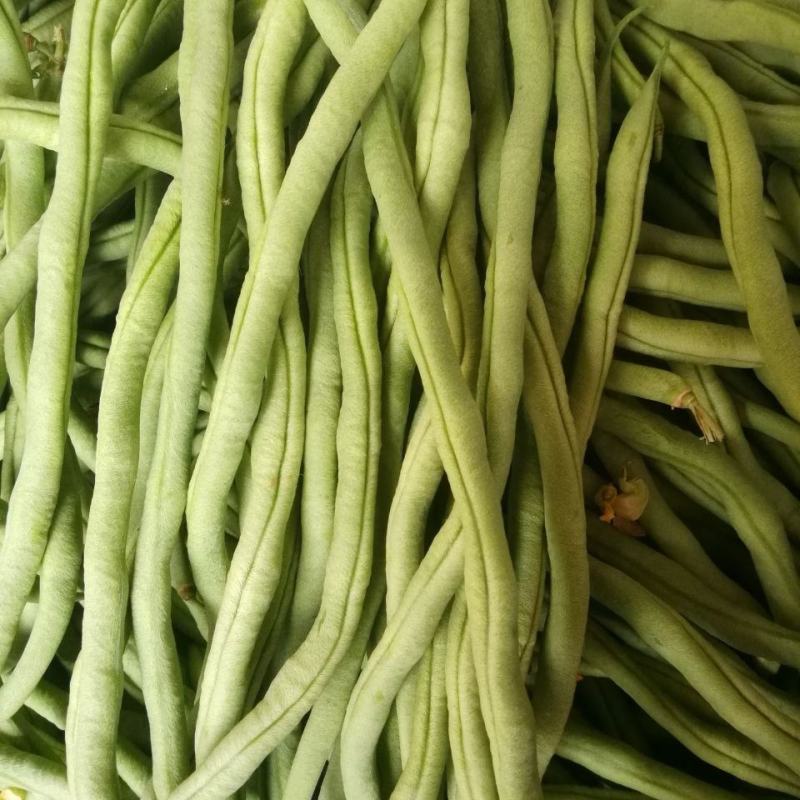 宁兴锦绣红花绿荚小金豆种子四季豆角种籽中早熟菜豆无筋架豆