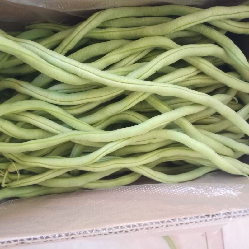 宁兴锦绣红花绿荚小金豆种子四季豆角种籽中早熟菜豆无筋架豆