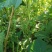 宁兴锦绣红花绿荚小金豆种子四季豆角种籽中早熟菜豆无筋架豆