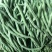 宁兴锦绣红花绿荚小金豆种子四季豆角种籽中早熟菜豆无筋架豆
