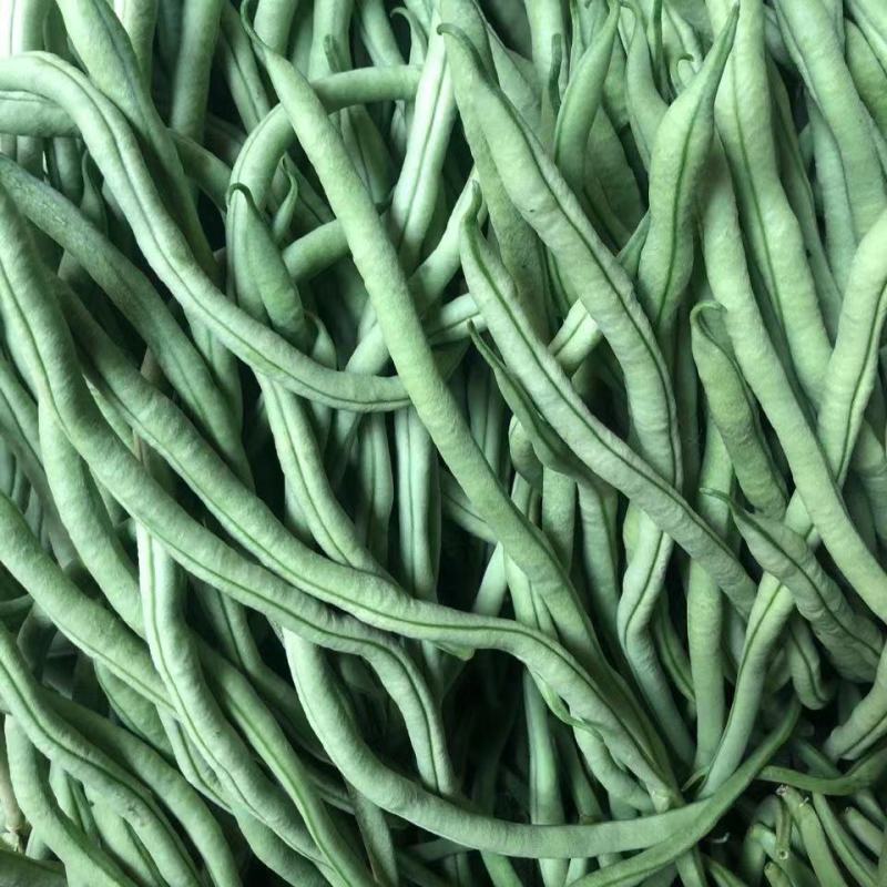 宁兴锦绣红花绿荚小金豆种子四季豆角种籽中早熟菜豆无筋架豆