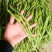 宁兴锦绣红花绿荚小金豆种子四季豆角种籽中早熟菜豆无筋架豆