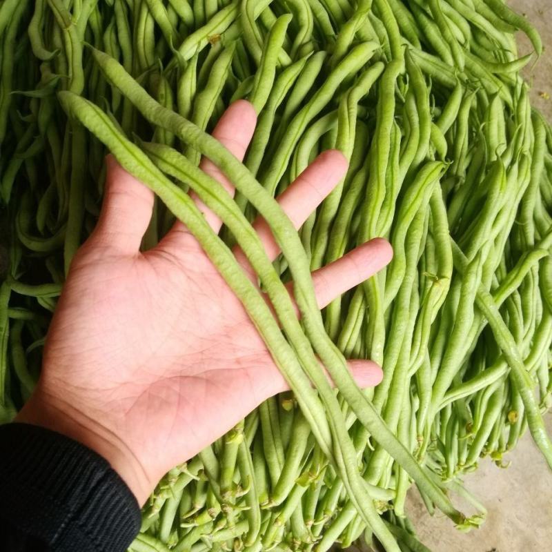 宁兴锦绣红花绿荚小金豆种子四季豆角种籽中早熟菜豆无筋架豆