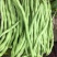 宁兴锦绣红花绿荚小金豆种子四季豆角种籽中早熟菜豆无筋架豆