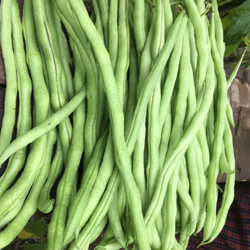 宁兴锦绣红花绿荚小金豆种子四季豆角种籽中早熟菜豆无筋架豆