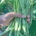 宁兴锦绣红花绿荚小金豆种子四季豆角种籽中早熟菜豆无筋架豆