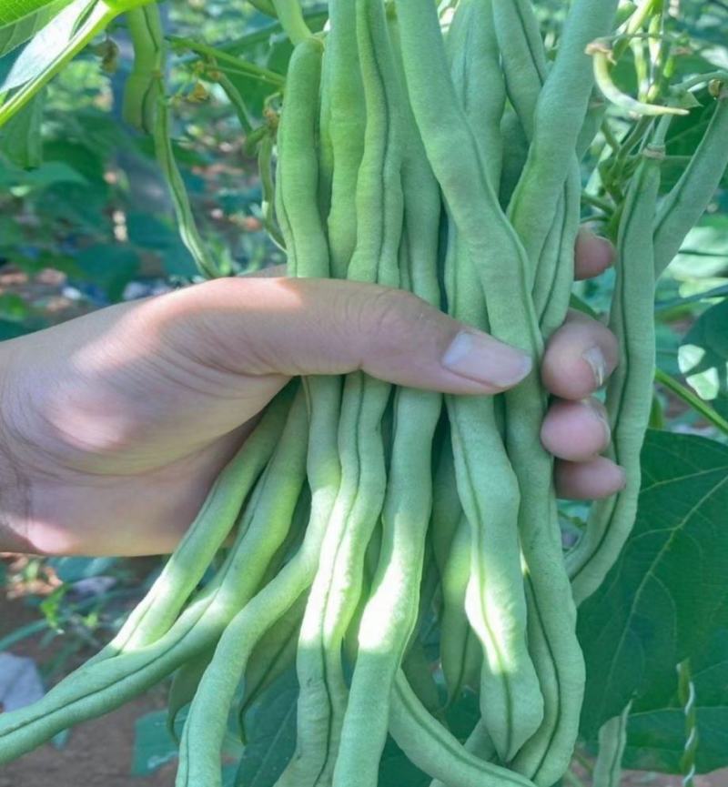 宁兴锦绣红花绿荚小金豆种子四季豆角种籽中早熟菜豆无筋架豆