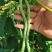 宁兴锦绣红花绿荚小金豆种子四季豆角种籽中早熟菜豆无筋架豆