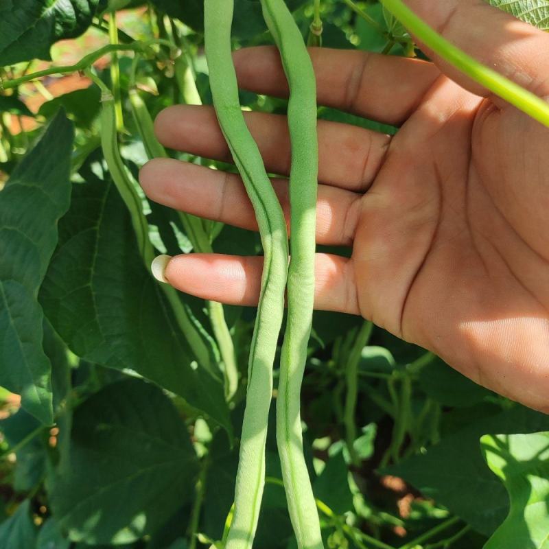 宁兴锦绣红花绿荚小金豆种子四季豆角种籽中早熟菜豆无筋架豆