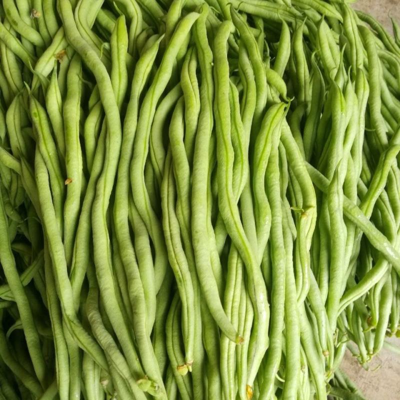 宁兴锦绣红花绿荚小金豆种子四季豆角种籽中早熟菜豆无筋架豆