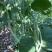 宁兴锦绣红花绿荚小金豆种子四季豆角种籽中早熟菜豆无筋架豆
