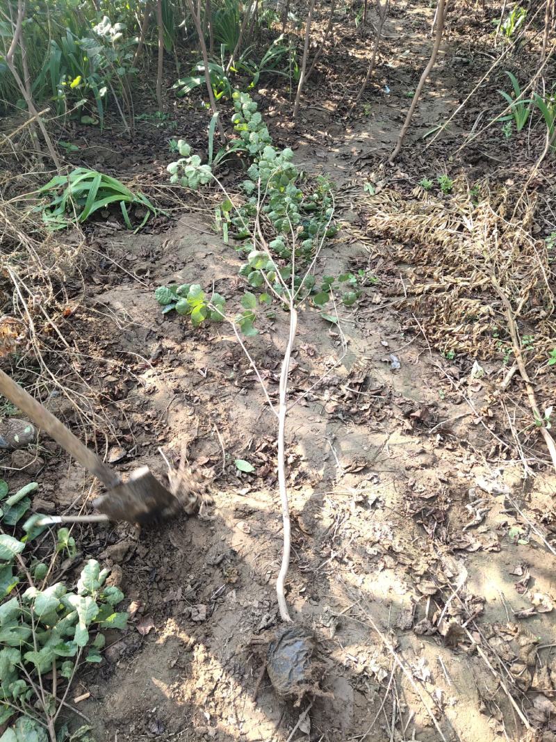 黄栌-黄栌地经1cm营养杯苗，工程绿化，荒山造林