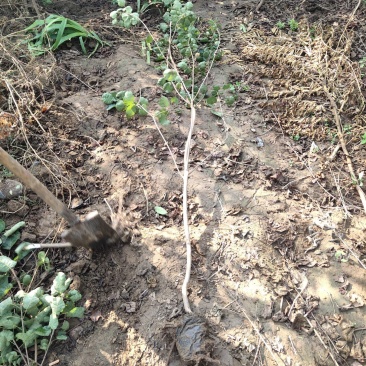 黄栌-黄栌地经1cm营养杯苗，工程绿化，荒山造林