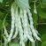 九粒白芸豆角种子