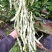 九粒白芸豆角种子