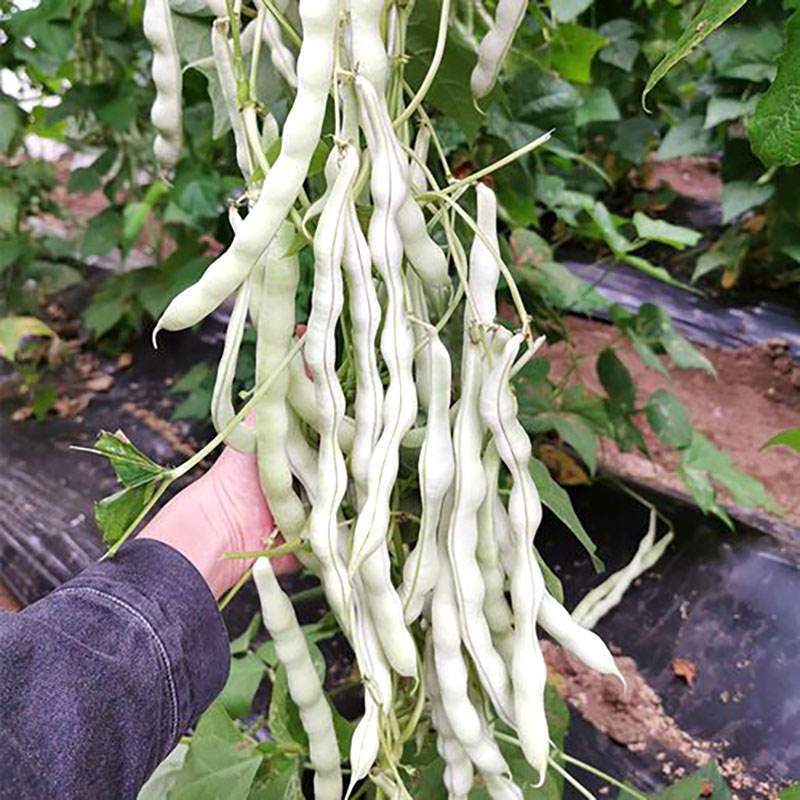 九粒白芸豆角种子