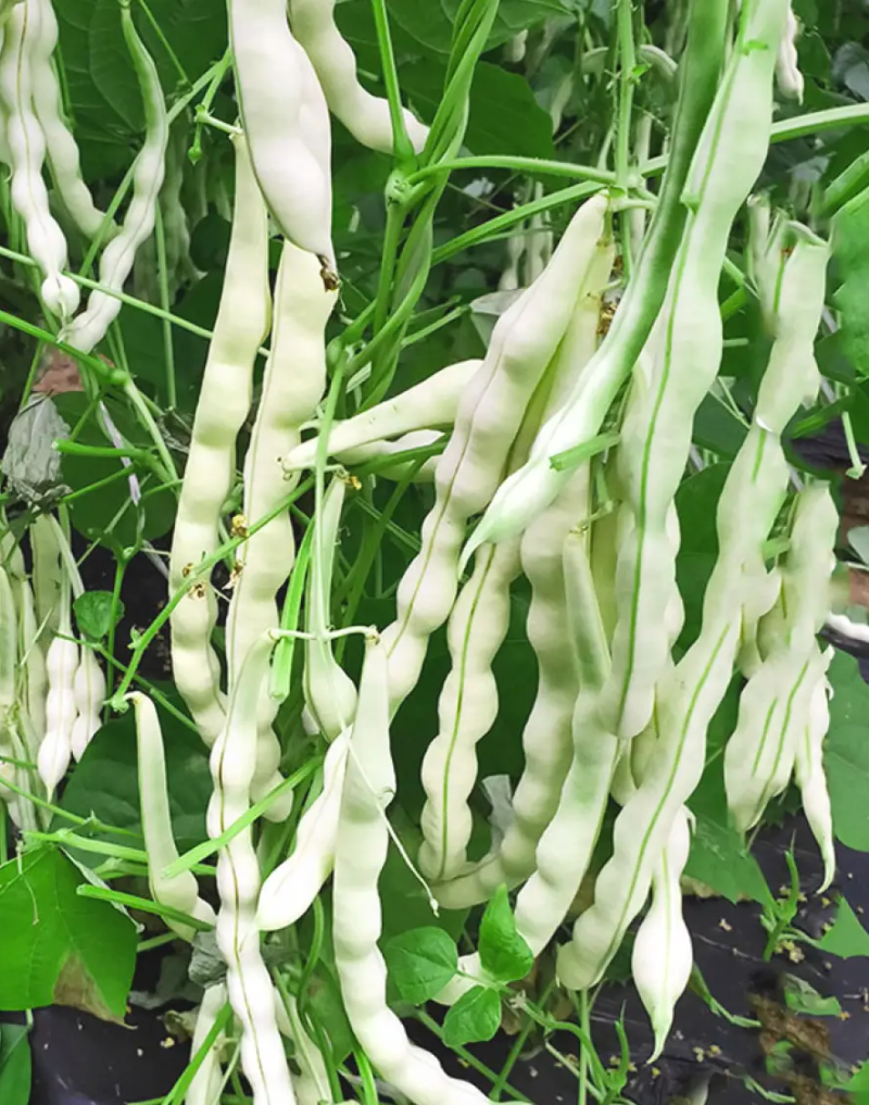 九粒白芸豆角种子