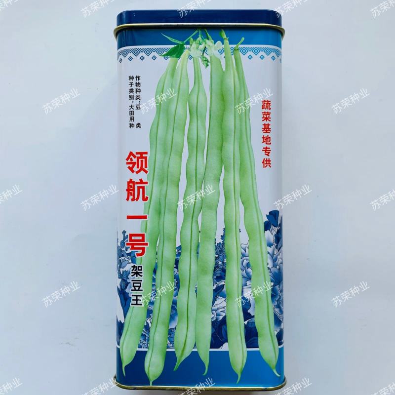 九粒白芸豆角种子