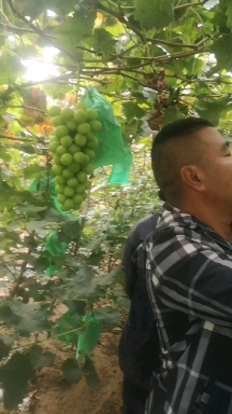 阳光玫瑰葡萄