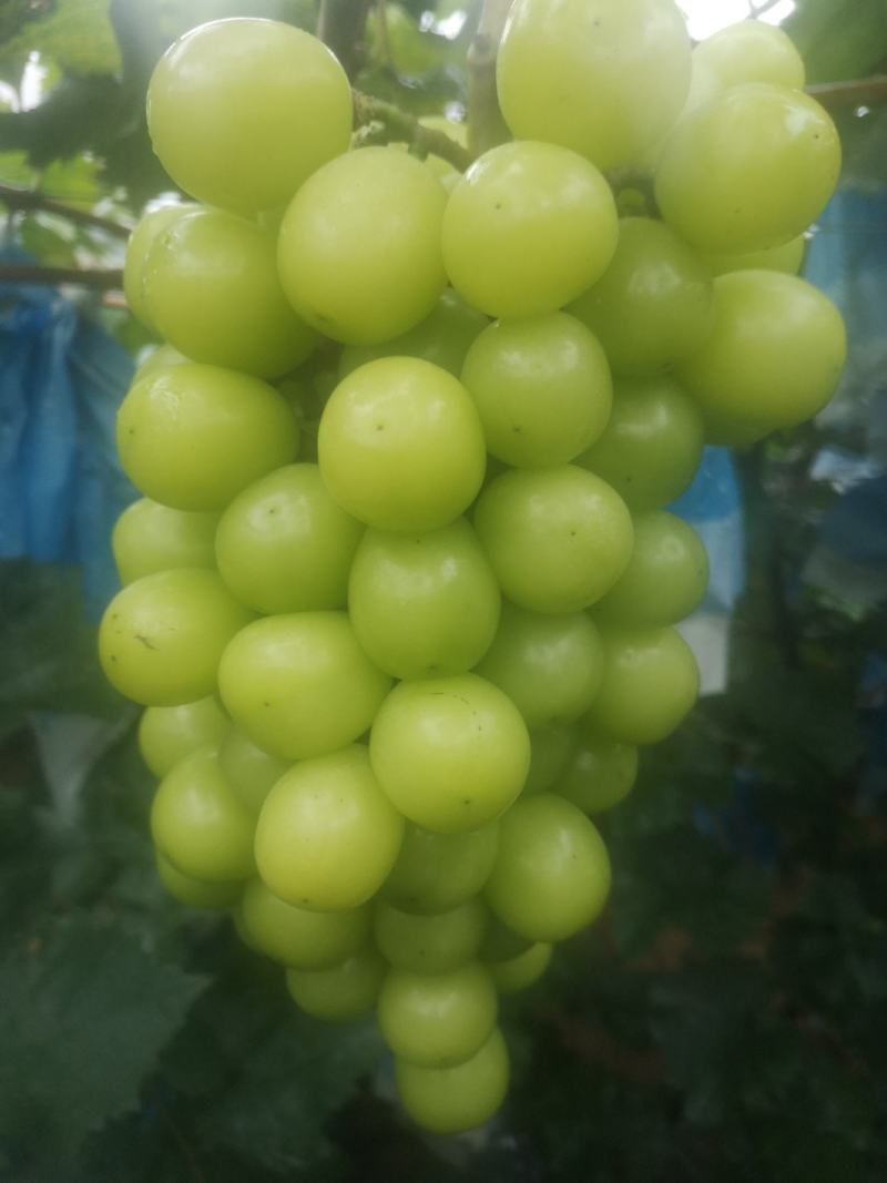 阳光玫瑰葡萄