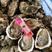 鲜活水产带壳生蚝牡蛎按粒提供烧烤地摊大海蛎子带壳牡蛎