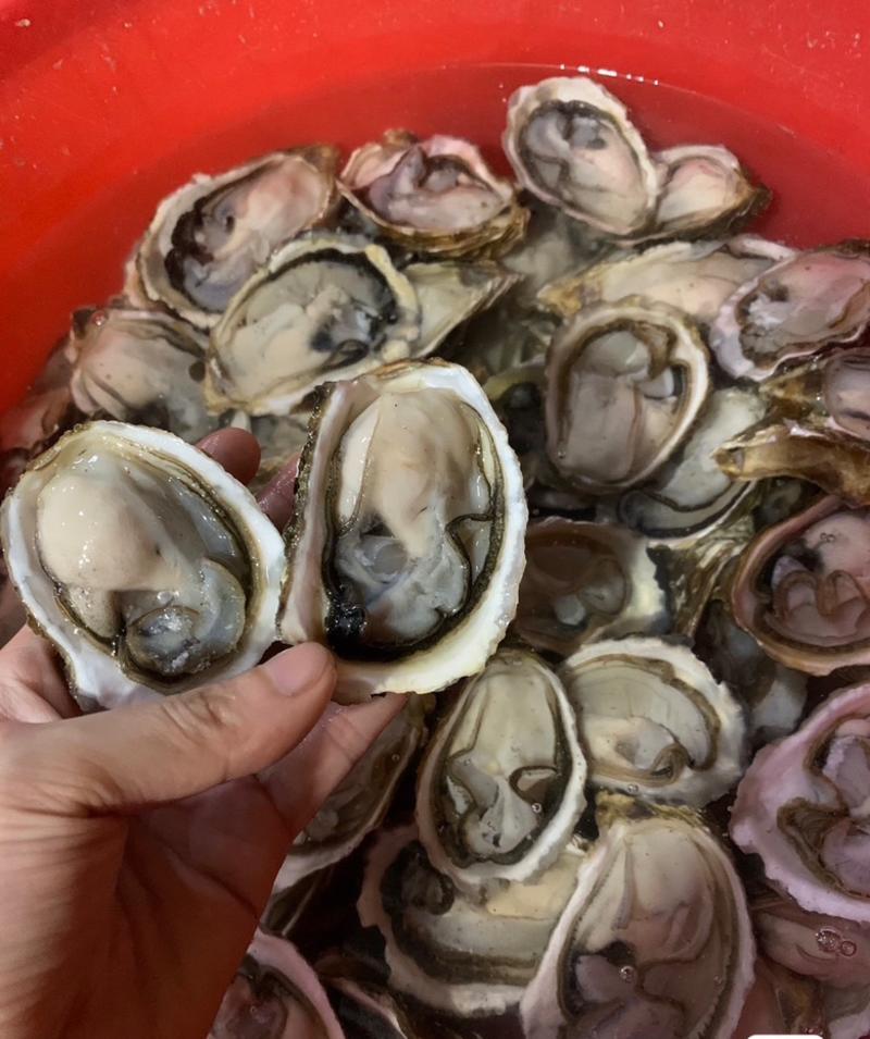 鲜活水产带壳生蚝牡蛎按粒提供烧烤地摊大海蛎子带壳牡蛎