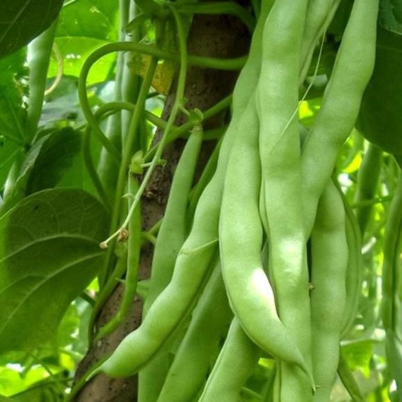 白不老架豆王老来少四季豆种子芸豆种子早熟无筋菜豆种子