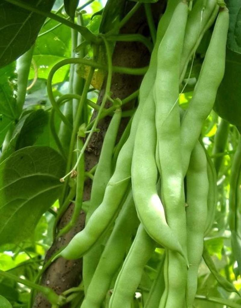 白不老架豆王老来少四季豆种子芸豆种子早熟无筋菜豆种子