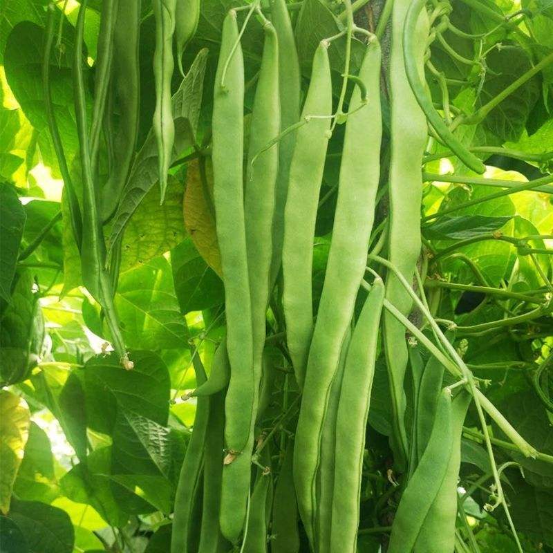白不老架豆王老来少四季豆种子芸豆种子早熟无筋菜豆种子