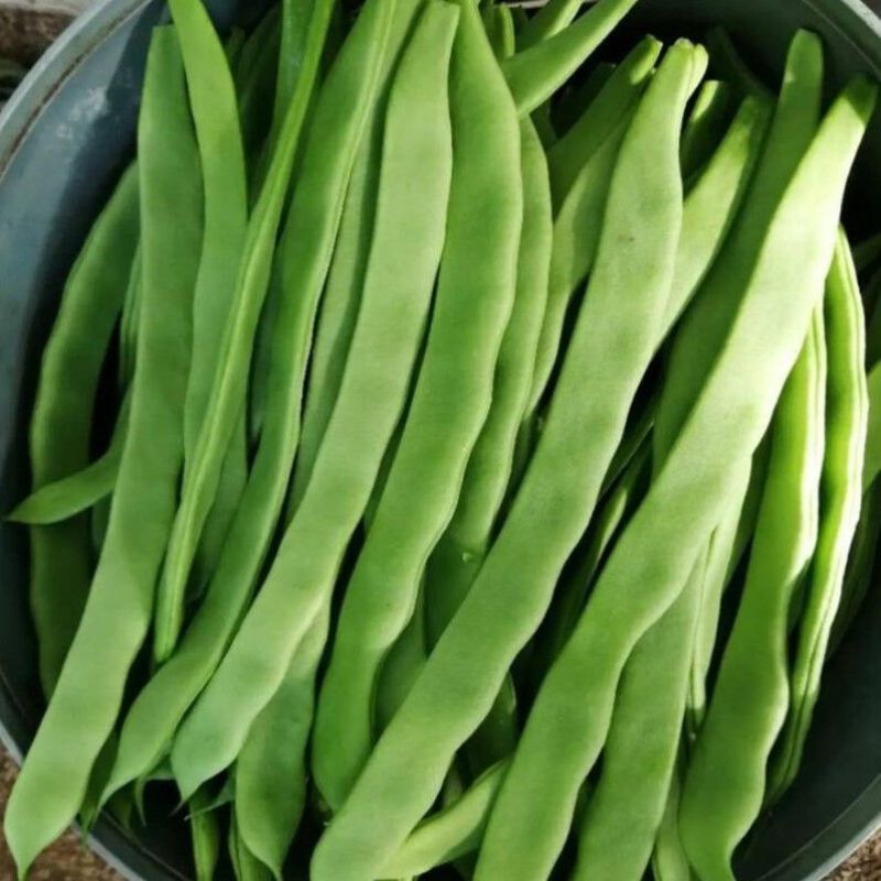 白不老架豆王老来少四季豆种子芸豆种子早熟无筋菜豆种子