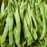 白不老架豆王老来少四季豆种子芸豆种子早熟无筋菜豆种子