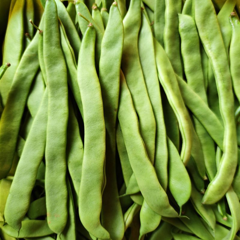 白不老架豆王老来少四季豆种子芸豆种子早熟无筋菜豆种子