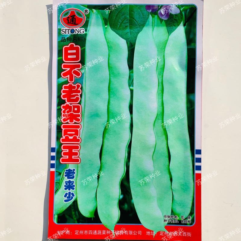 白不老架豆王老来少四季豆种子芸豆种子早熟无筋菜豆种子