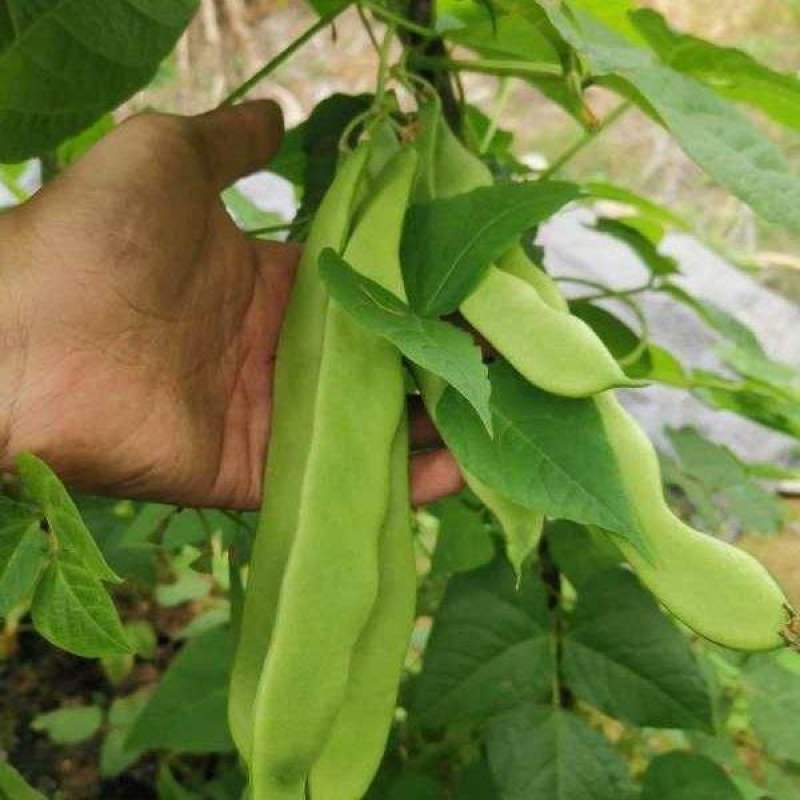 白不老架豆王老来少四季豆种子芸豆种子早熟无筋菜豆种子