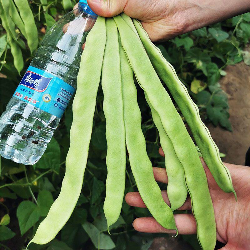 白不老架豆王老来少四季豆种子芸豆种子早熟无筋菜豆种子