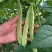 白不老架豆王老来少四季豆种子芸豆种子早熟无筋菜豆种子