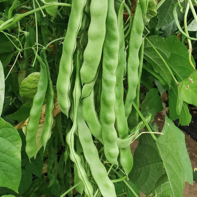 白不老架豆王老来少四季豆种子芸豆种子早熟无筋菜豆种子