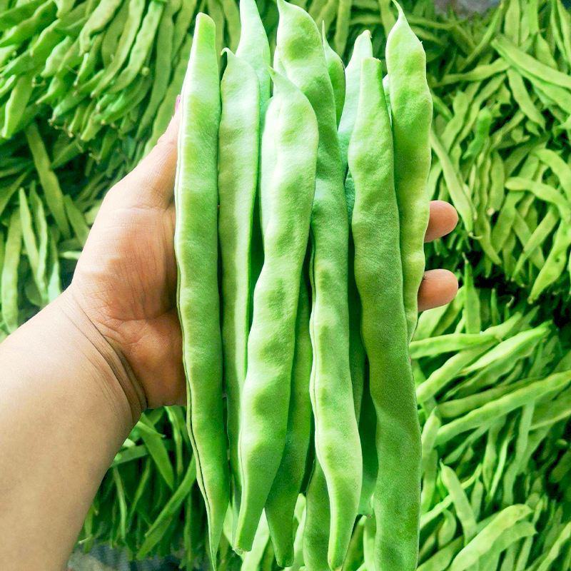 白不老架豆王老来少四季豆种子芸豆种子早熟无筋菜豆种子