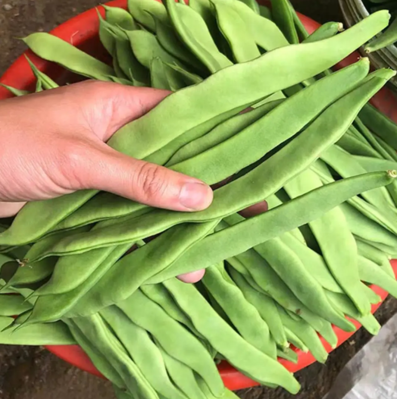 白不老架豆王老来少四季豆种子芸豆种子早熟无筋菜豆种子
