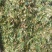 青贮料草种，甜象草，巨菌草，欢迎新老客户前来购买，