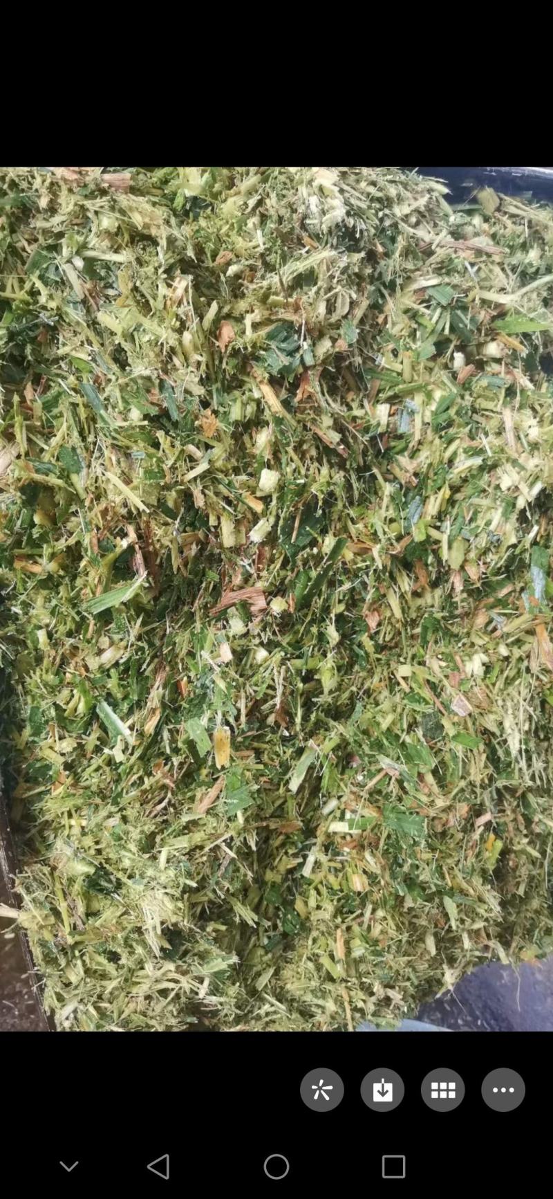 青贮料草种，甜象草，巨菌草，欢迎新老客户前来购买，