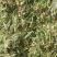 青贮料草种，甜象草，巨菌草，欢迎新老客户前来购买，
