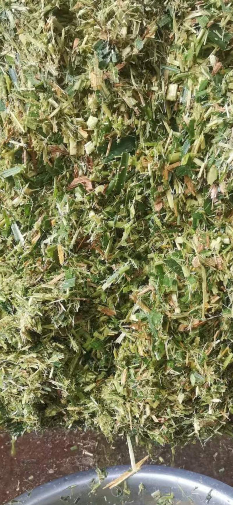 青贮料草种，甜象草，巨菌草，欢迎新老客户前来购买，