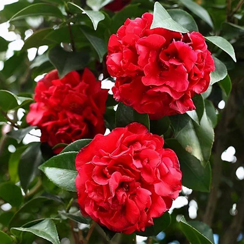 茶花树